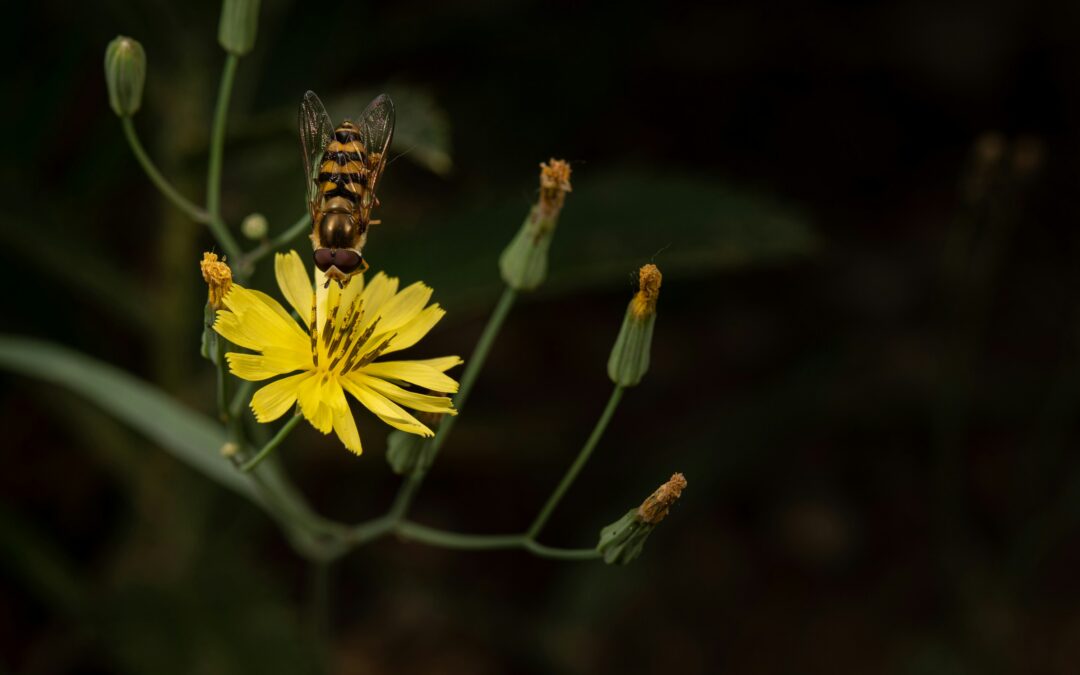 biodiversity net gain