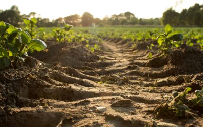 Is the C:N Ratio Important for Soil Health and productivity?